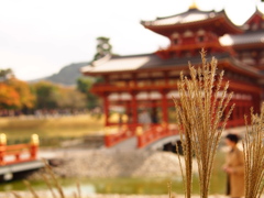 秋の平等院