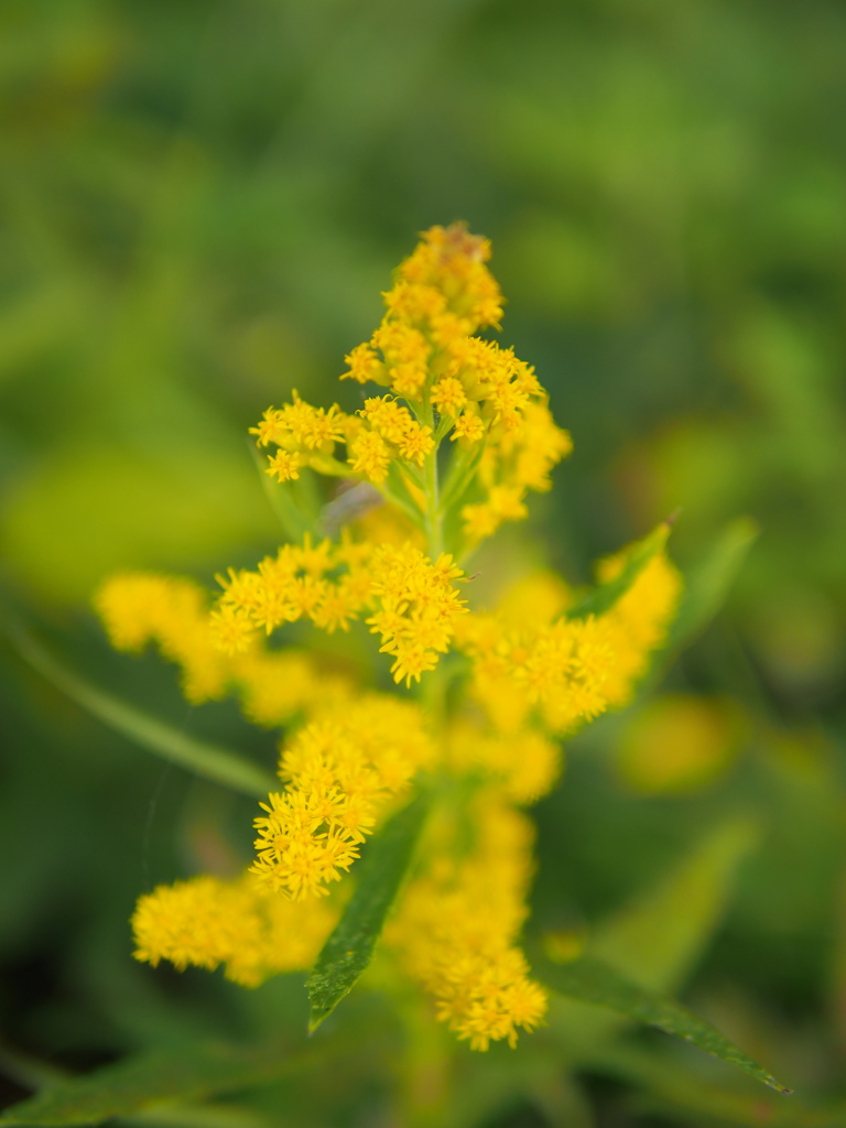 秋の花
