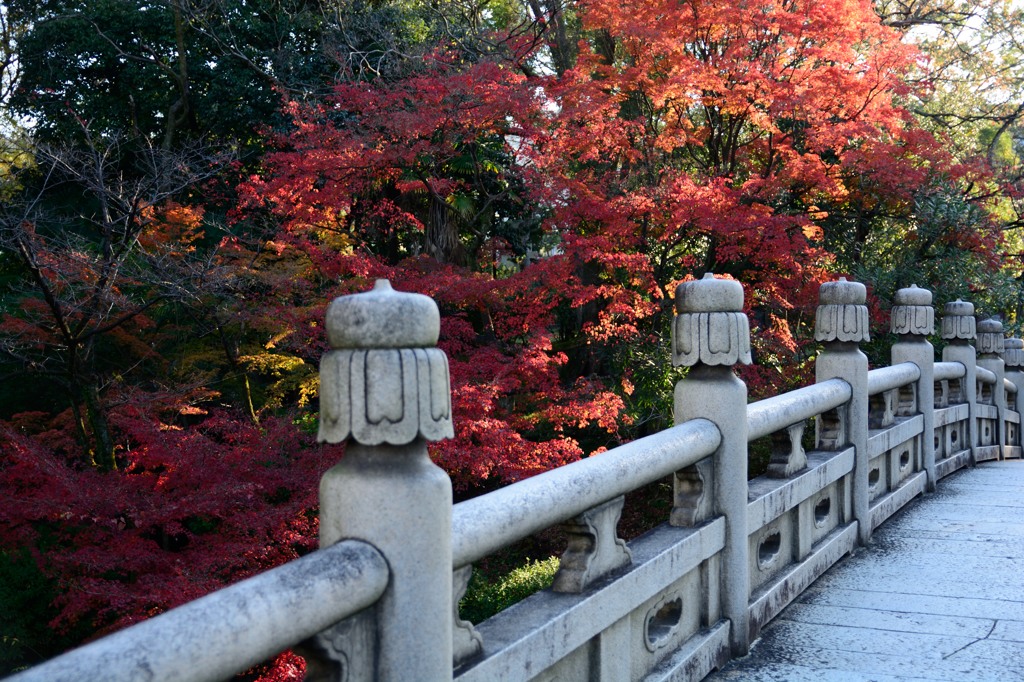 どこでも紅葉