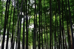 竹林