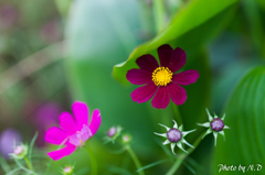 秋の花