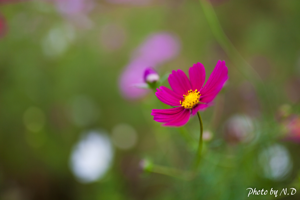 秋の花