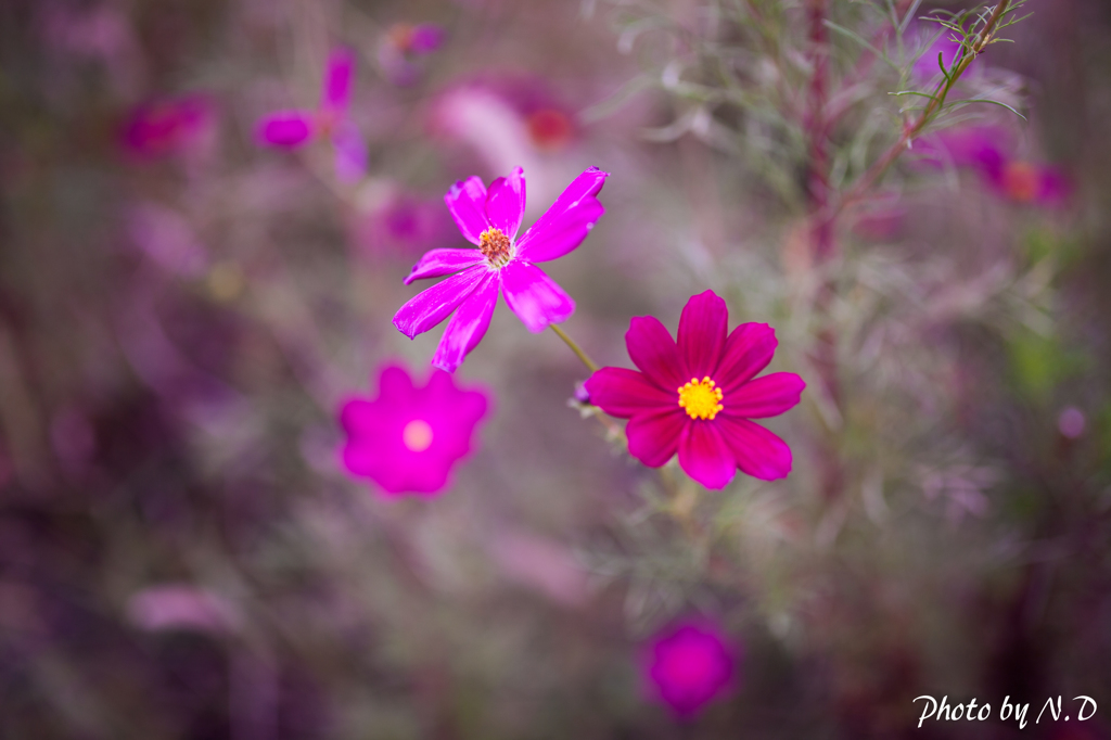 秋の花
