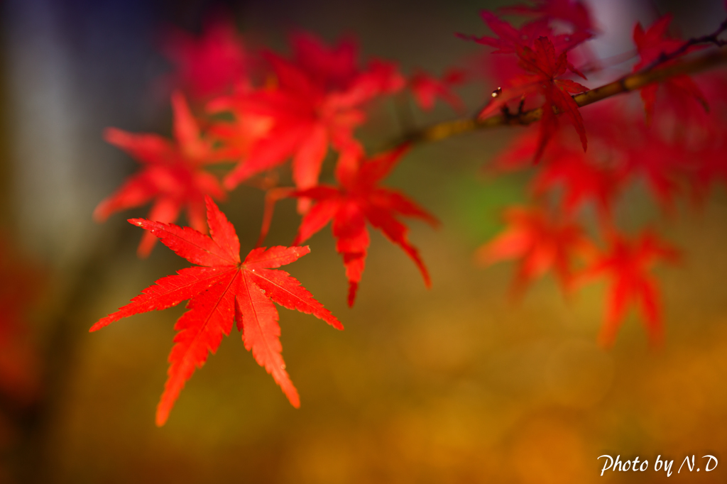 榛名湖紅葉