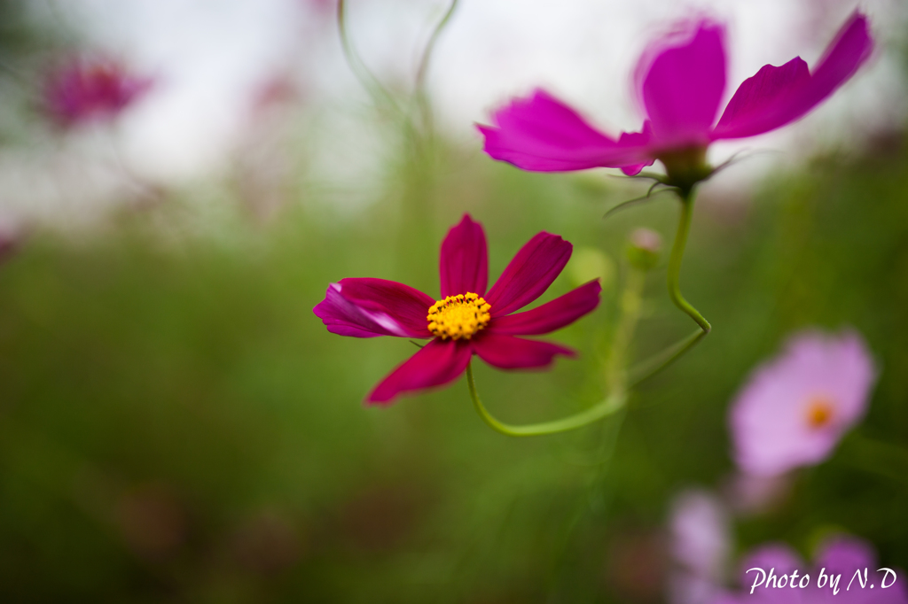 秋の花