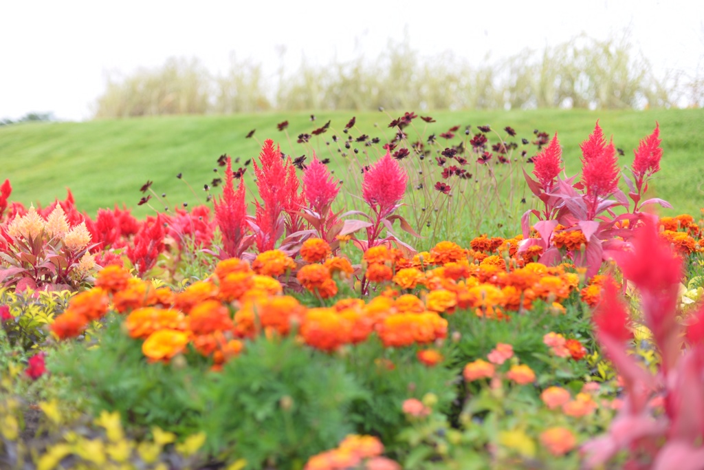 秋の花と