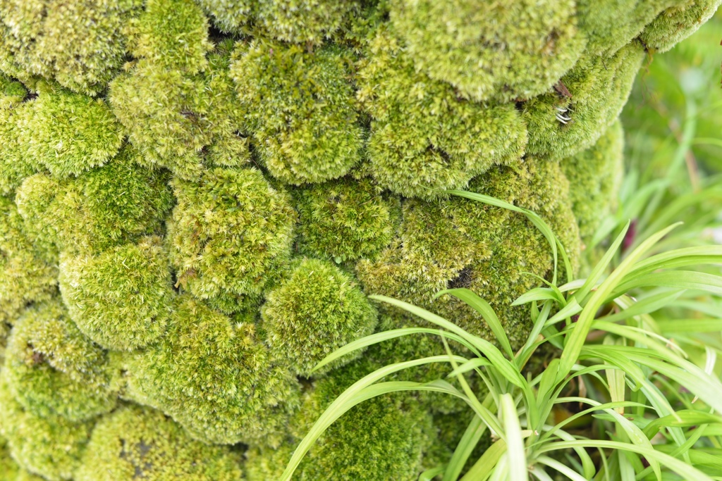 苔