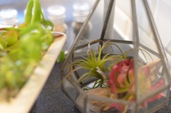 Air plants