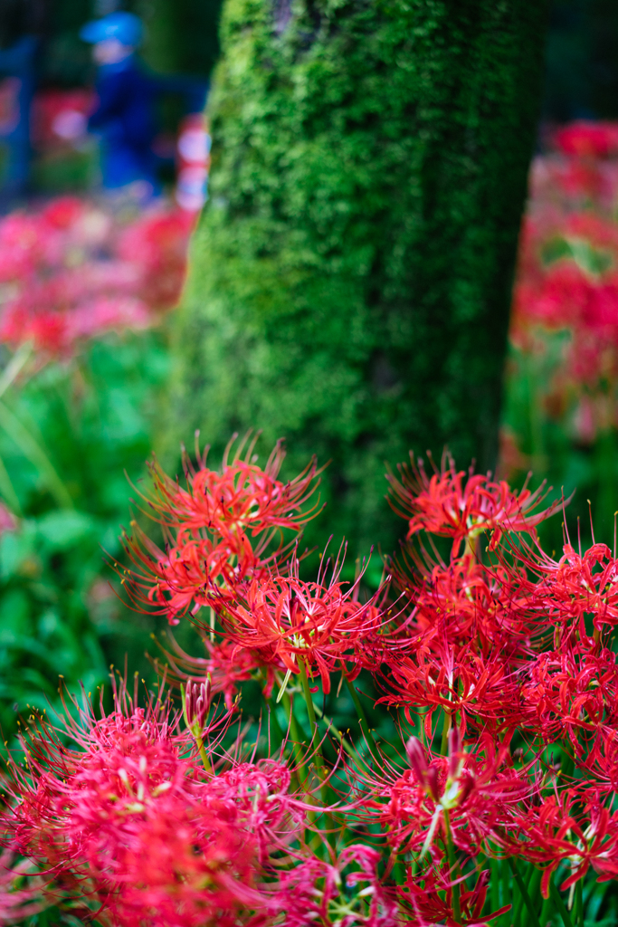 苔むす彼岸