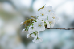 花香る
