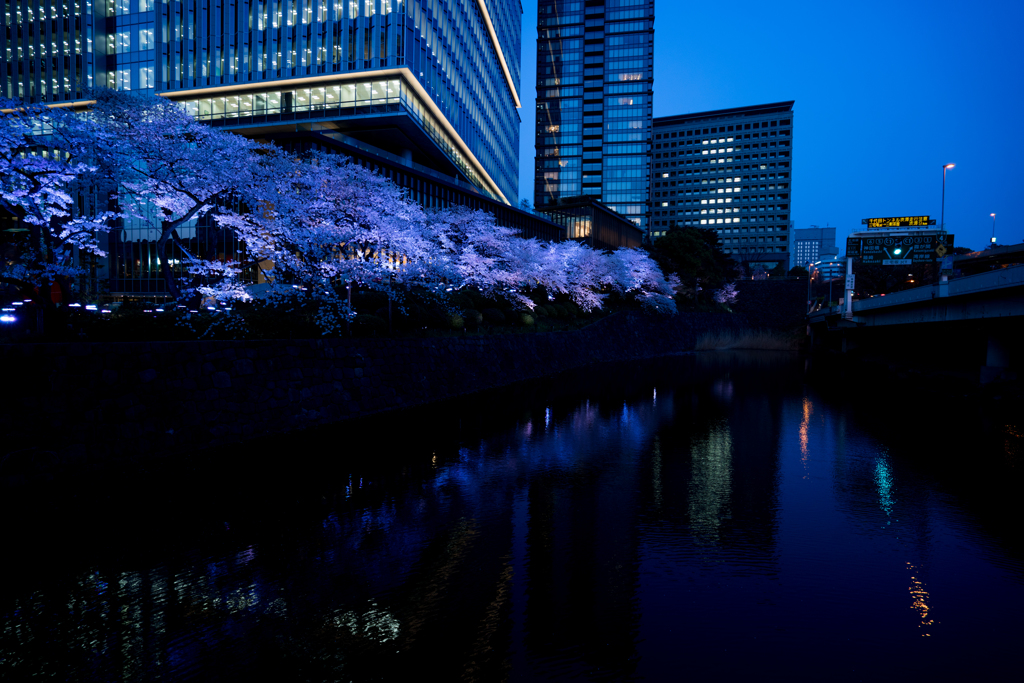都会の川と夜桜