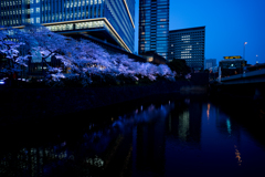 都会の川と夜桜