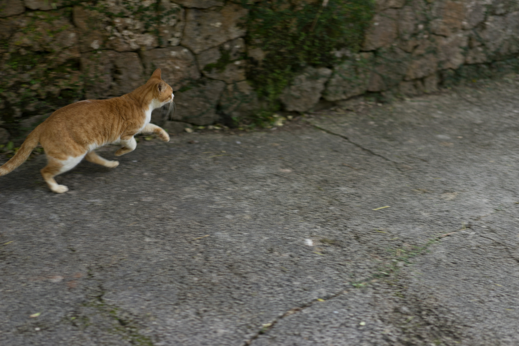 猫ダッシュ