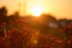 夕陽と彼岸花