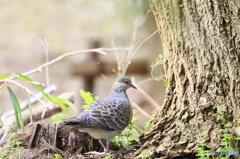 お散歩スナップ -二ツ池公園-2