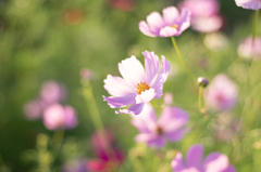 コスモスかしら？3