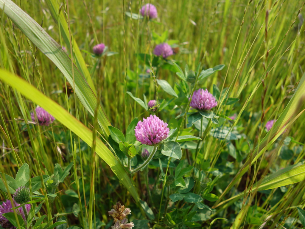 野の花１