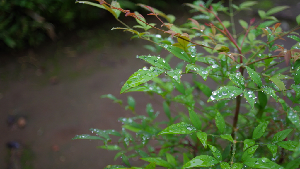 庭園　雨にしっとり２