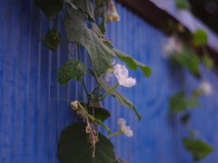 青いトタン塀に夏の花