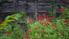 黒塀に赤い花