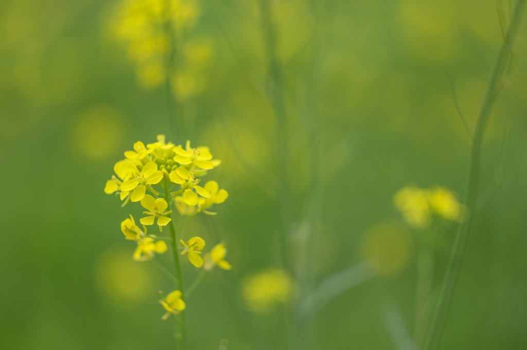 ふんわり菜の花