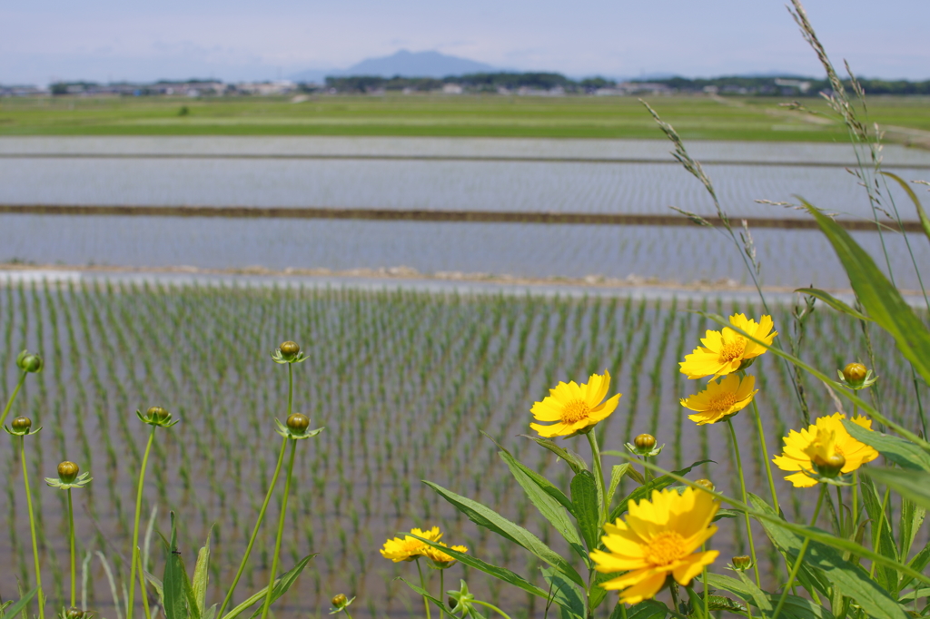 野の花４