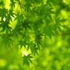 新緑の季節　1