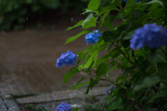 雨が似合う花