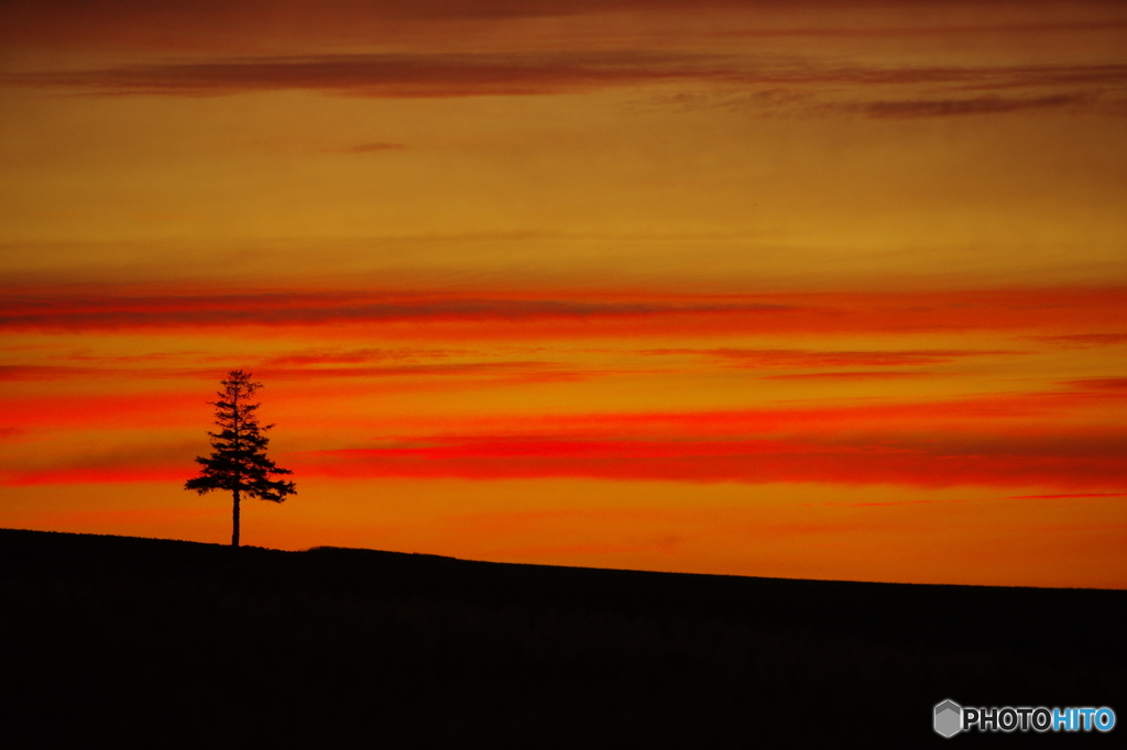 美瑛の夕景２