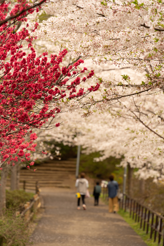 桜色２