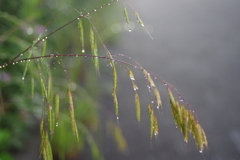 雨がしとしと降れば・・・