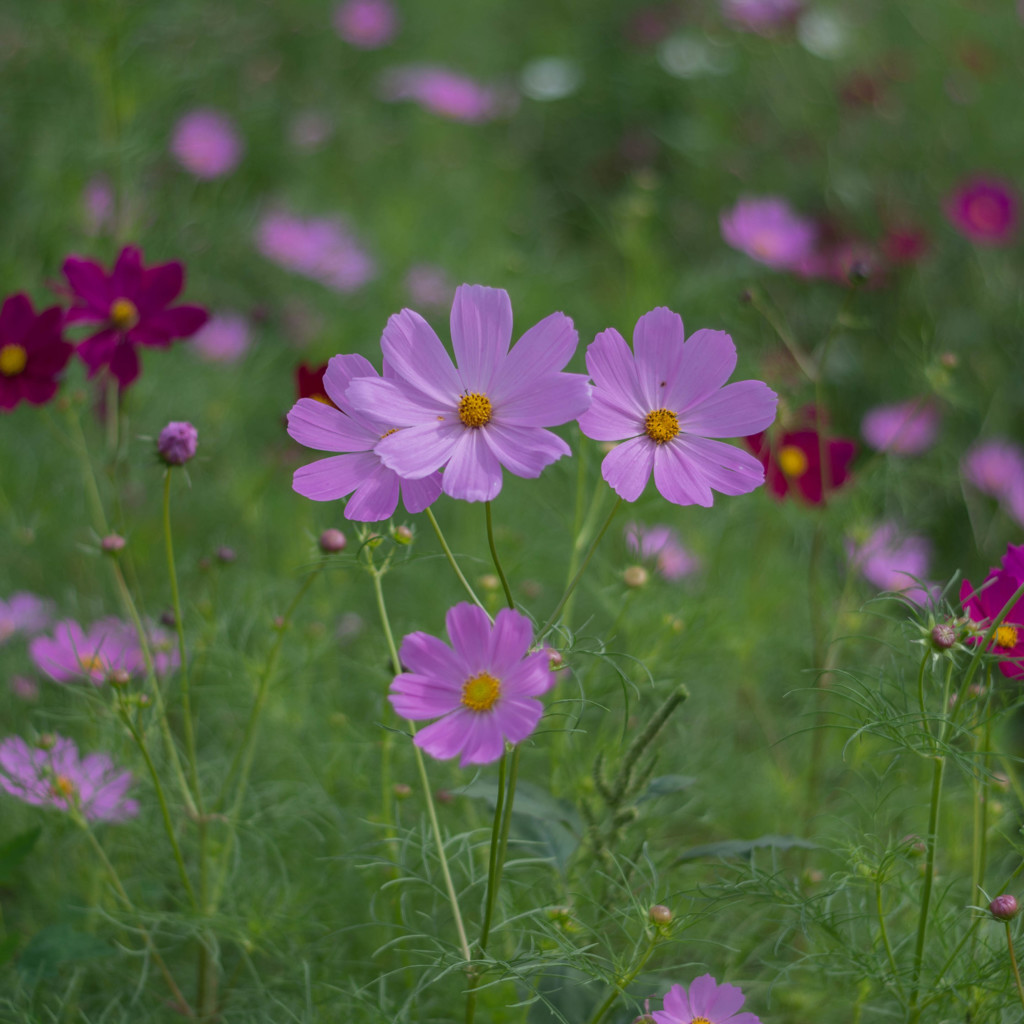 花束をキミに