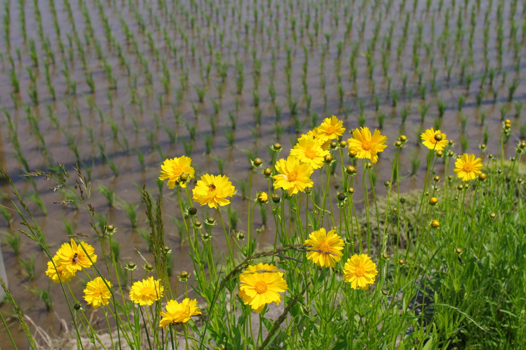 野の花３