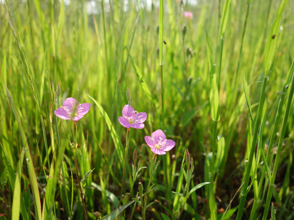 野の花２