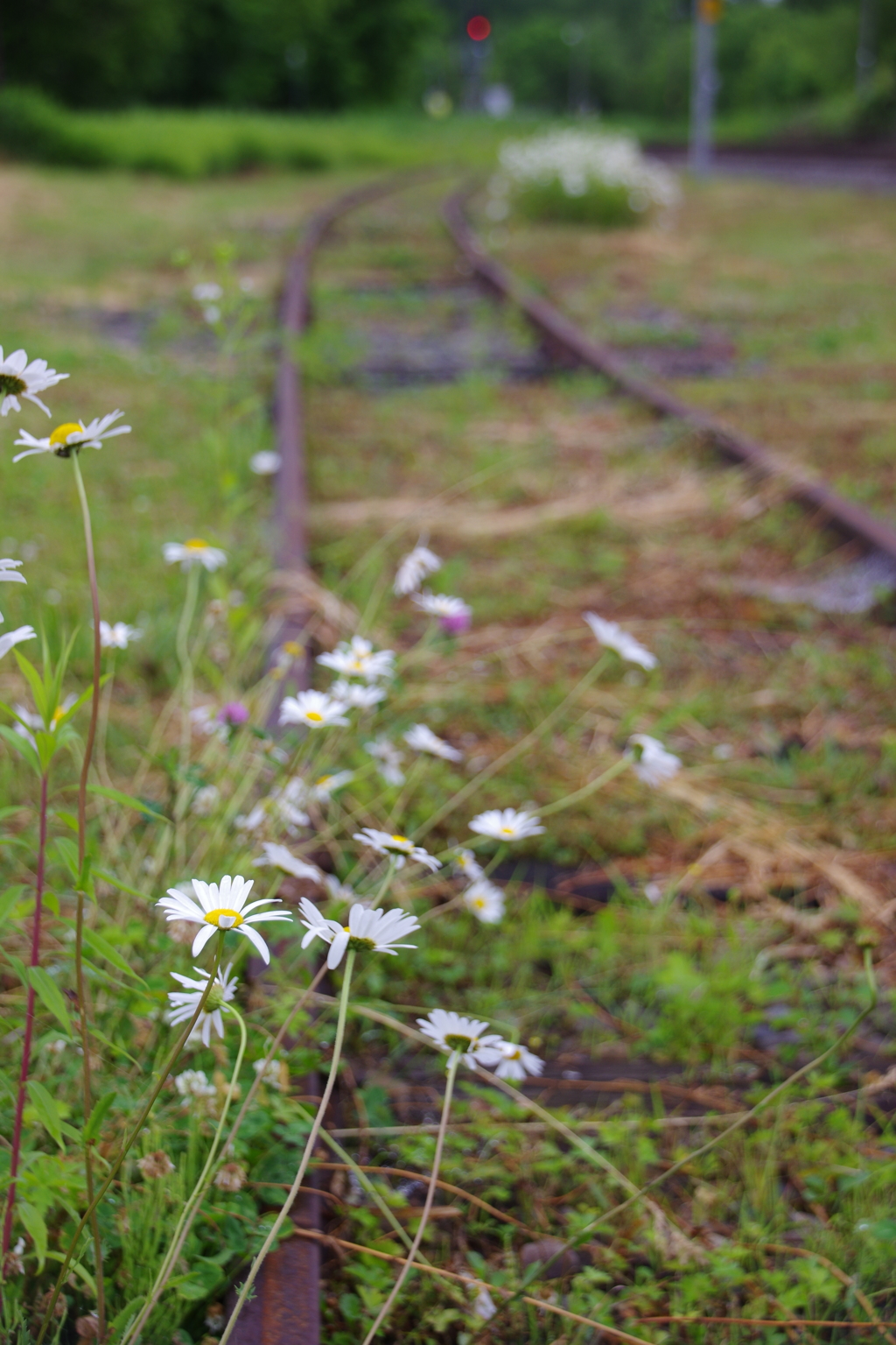 花咲く鉄路