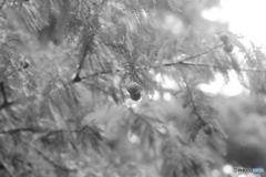 秋の公園