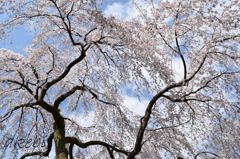 春は桜色