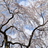 春は桜色
