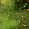 5月の草むら