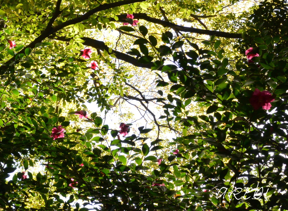 花の窓／京都御苑の木々