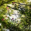 花の窓／京都御苑の木々