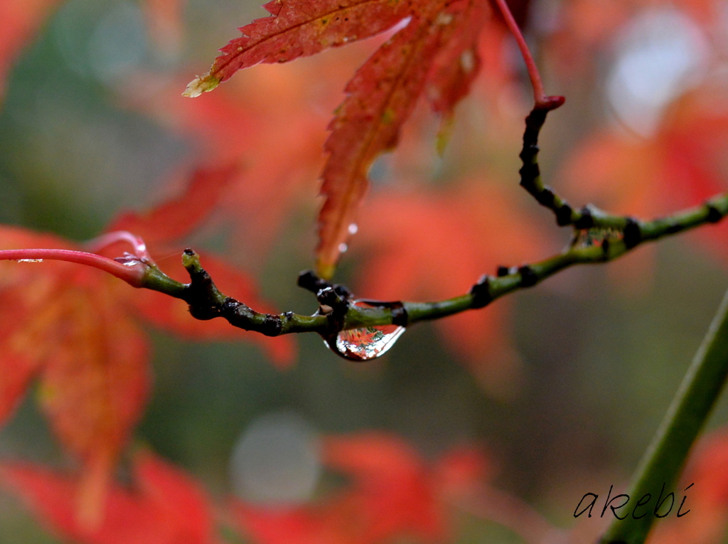 紅葉in雫／京都御苑の森