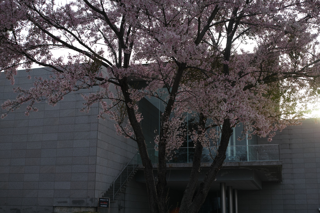 DP2M7651