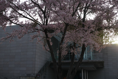 DP2M7651