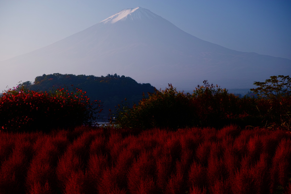 富士山と秋色コキア