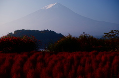 富士山と秋色コキア