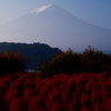 富士山と秋色コキア