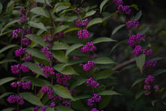 816F2789-57F4-4B56-A2D5-8A74E7A247BB-169