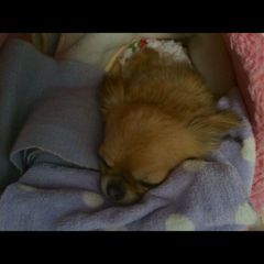 ネムネム・・