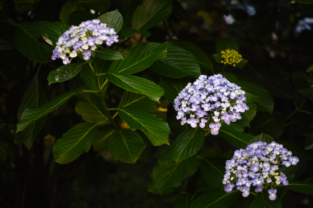 _P3M5219